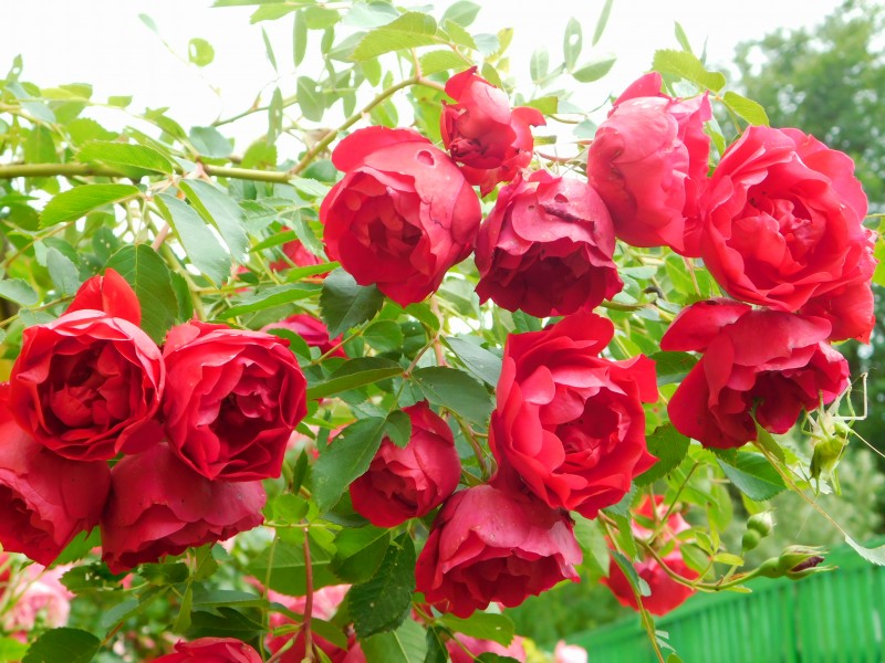 Роза канадская Аделаида Худлесс (Adelaide Hoodless) – Ваш сад